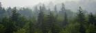 Evergreens in Fog at Grayson Highlands State Park, VA.jpg
