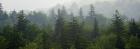 Evergreens in Fog at Grayson Highlands State Park, VA.jpg