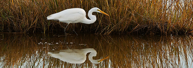 A great egret at Chinoteague National Wildlife Refuge. Photo source.